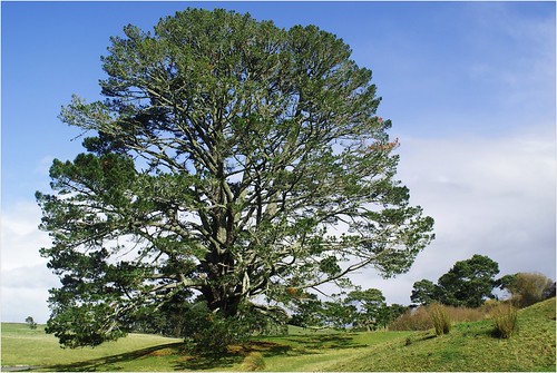 newzealand tree lotr 100views shires