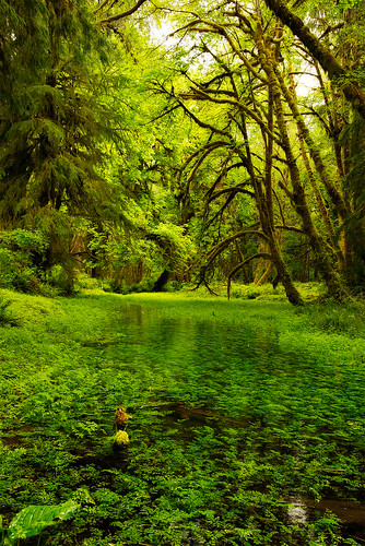 tree green forest landscape nationalpark nikon rainforest flood olympic olympicnationalpark lakequinalt quinalt nikon24120 nikond800 quinaltvalley