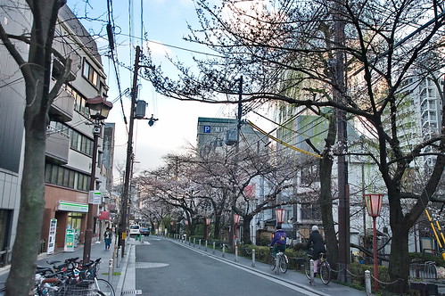 【写真】2013 桜 : 木屋町通り/2019-05-18/IMGP8758