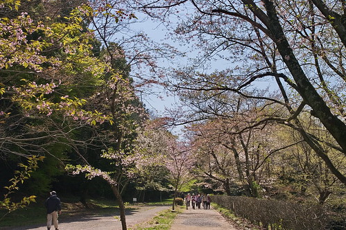 【写真】2013 桜 : 山科疎水/2020-09-19/IMGP9921