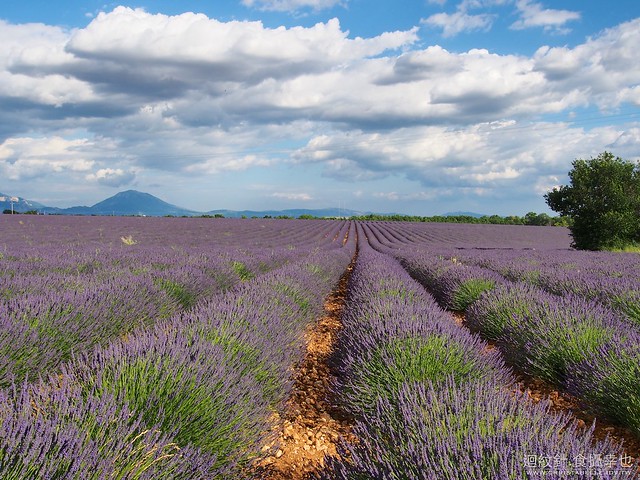 2013 Lavender@Valensole, Provence, France