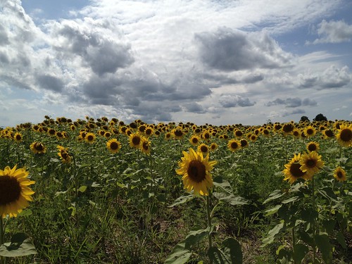 ontario apple clouds day phone cloudy sunflower blenheim 4s puffyclouds explored chathamkent iphone4s