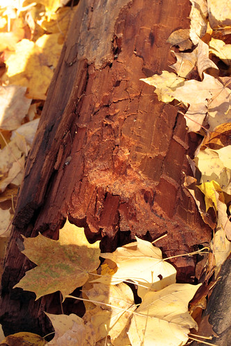wood leaves log rust mapleleaves decomposing forestparknaturecenter peoriaheightsillinois peoriaparkdistrict 365daysincolour