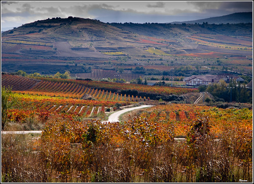 españa europa camino valle paisaje otoño larioja viñas viñedos otoñal