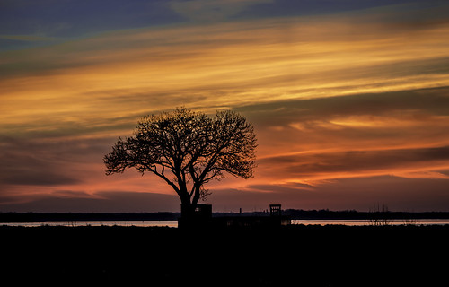 sunset tree gironde plassac