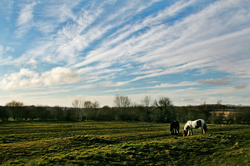 sky horses west field leicestershire north sunny medieval ridge ponies furrow ashbydelazouch