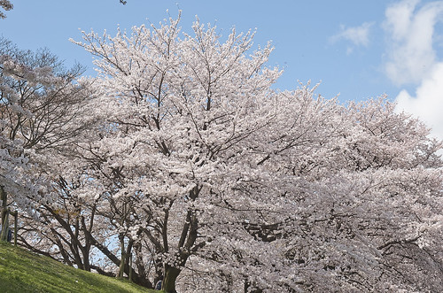 【写真】2014 桜 : 背割堤/2020-12-09/IMGP5795