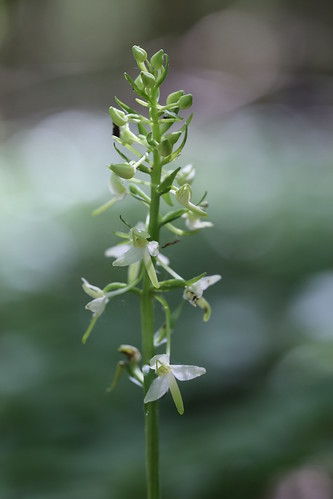 Lesser Butterfly-orchid, Platanthera bifolia
