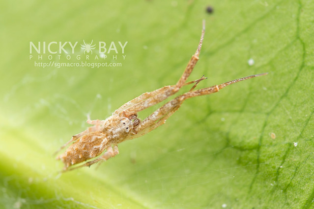 Feather-Legged Spider (Uloboridae) - DSC_6454
