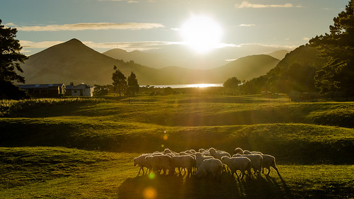 animal bush cloud grass nature outdoor sheep silhouette sky sun sunset newzealand dunedin