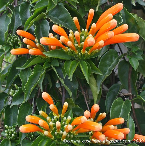 Orange Blumen