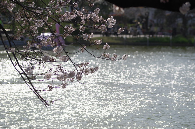 東京路地裏散歩 上野の桜 2014年3月29日