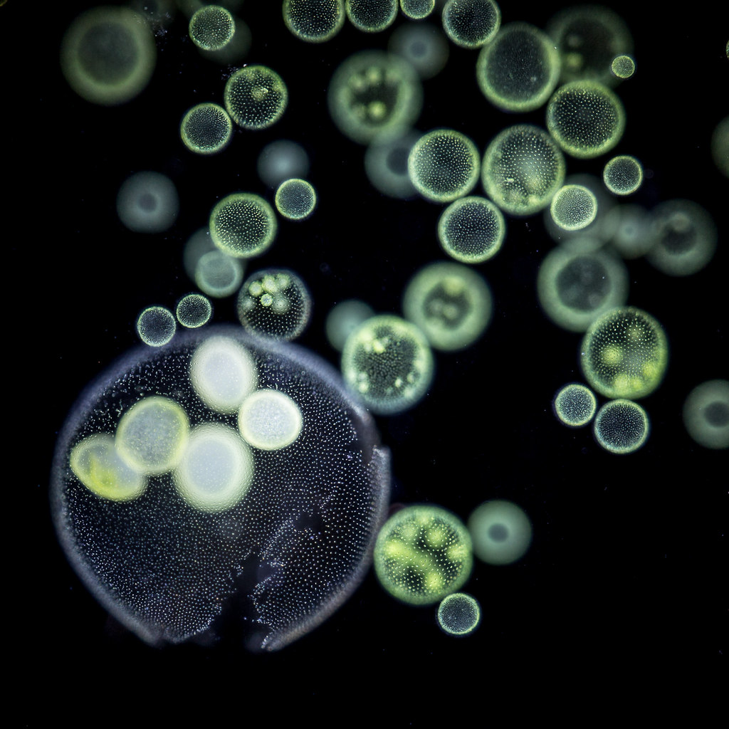 Водоросль вольвокс. Колониальные водоросли вольвокс. Фитопланктон вольвокс. Вольвокс ауреус. Колония вольвокса под микроскопом.