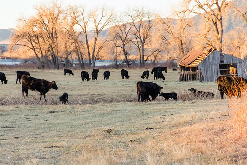 boulder colorado commute cows outdoors sunrise