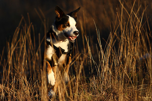 sunset dog grass canon buddy bordercollie dslr tussock canonef70200mmf28lusm 400d