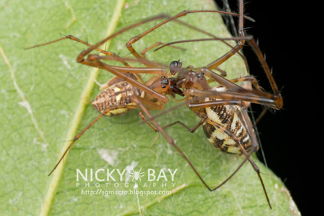Big-Jawed Spiders (Tetragnathidae) - DSC_7225