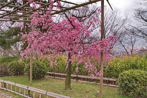 【写真】2013 桜 : 半木の道/2021-11-05/IMGP9503