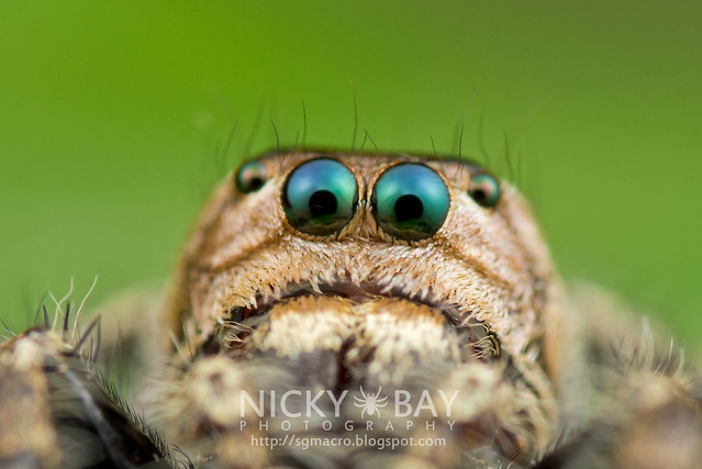Jumping Spider (Salticidae) - DSC_8423