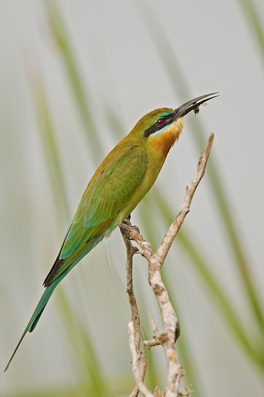 Blue Tailed Bee-eater  Sri Lanka 2013-11-29