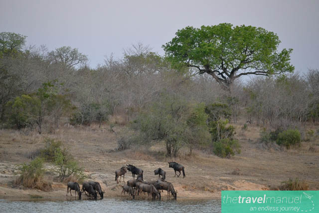 Creatures of the Kruger National Park