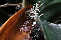 Garden Webs