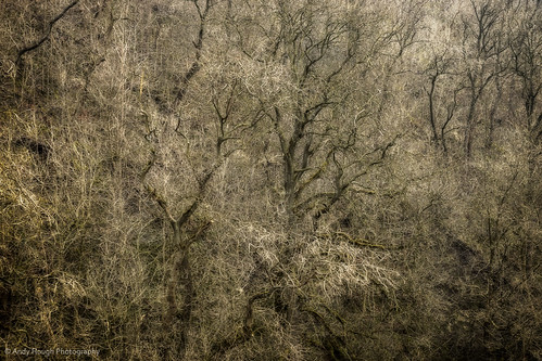 trees england andy overgrown unitedkingdom sony shapes structure form bakewell hough a77 monsaldale monsalhead sonyalpha andyhough slta77 sonyzeissdt1680