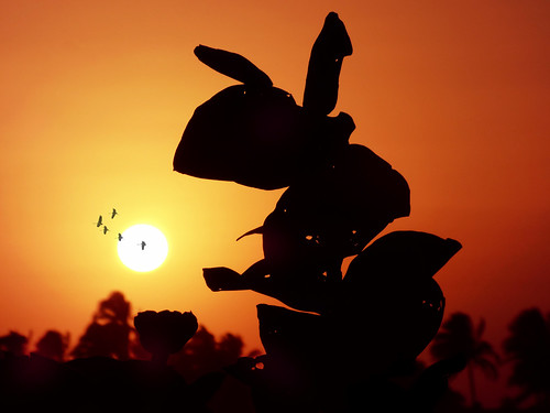 sunset silhouette paradise cuba tropical caribbean playadeleste villabacuranao
