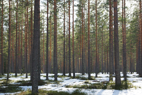 forest pines skog furu flesberg
