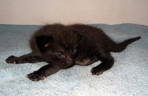 Salem, gatito negro muy guapo nacido en Mayo´14, en adopción. Valencia. ADOPTADO. 14129289847_e805789f8a