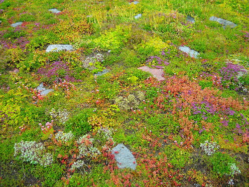 summer flower nature finland vegetation pyhämaa laurilaurén