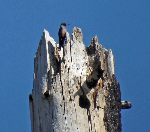 woodpecker nest lewis cavity lewiss melanerpes ebird