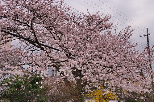 【写真】2013 桜 : 妙蓮寺/2020-05-09/IMGP9129