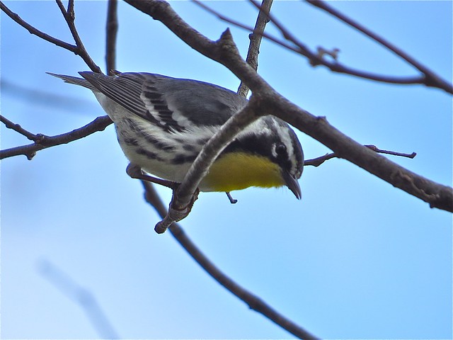 Yellow-throated Warbler at Centennial Park in McLean County, IL 02