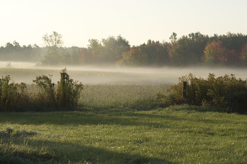 morning autumn trees color green field grass sunshine fog fence landscape weeds day farm pasture winner opening layers barnyard morningmist tcf goldenrods thechallengefactory