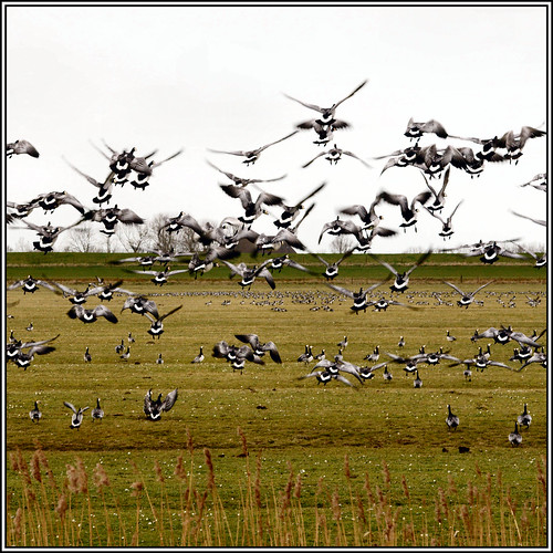 geese spring ganzen pasture friesland weiland lauwersmeer 2014 ezumazijl atsjebosma