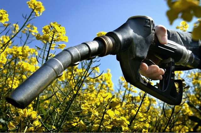 biocombustibles-diarioecologia.jpg