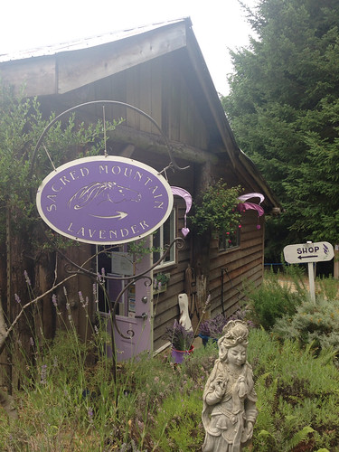 Lavender Harvest Festival at Sacred Mountain Farm