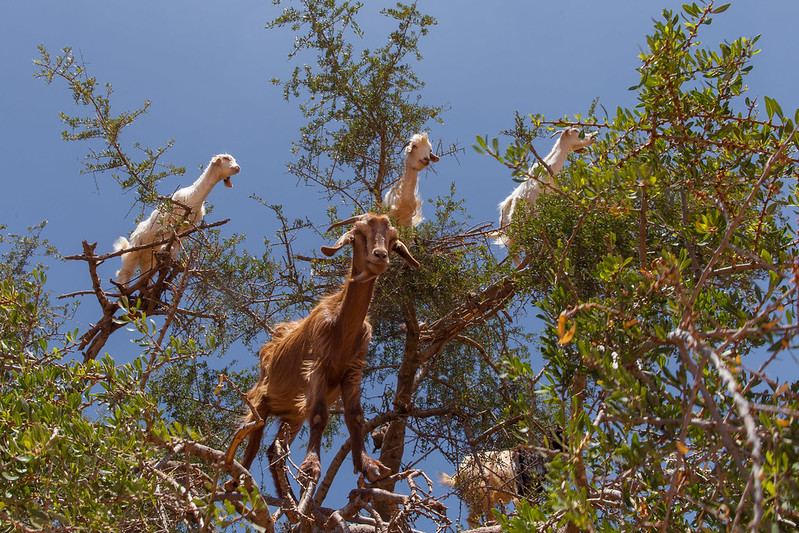 Goats up in a tree