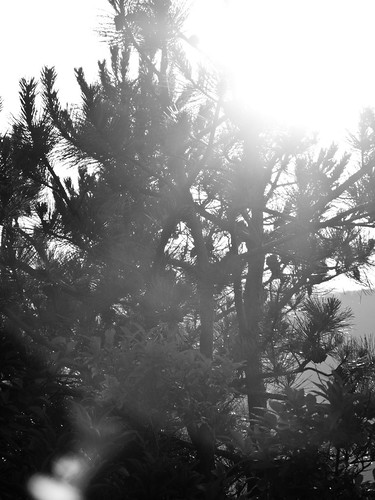 sunset blackandwhite mountains pine northcarolina backlit montreat