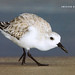 2nd Place - Published Images - Al Perry - Sanderling on Beach