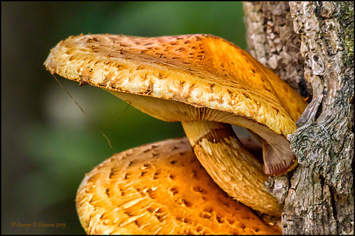 wood nature mushroom oregon portland pentax wetlands pholiota smithbybeelakes