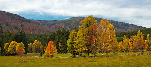 autumn trees tree grass germany bavaria bomen forrest hill hills autumncolors bos autumntrees klaracolor