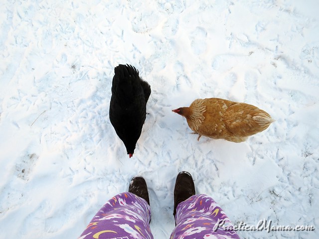 Chickens in Snow