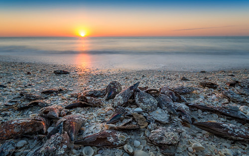 ocean sunset sea sky sun shells beach seashells sand surf waves unitedstates florida clam shore fl marcoisland hanusiak