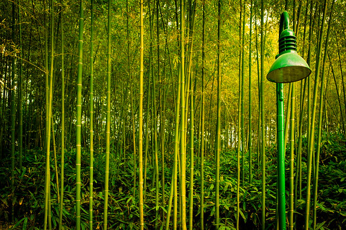 china park leica colour asia shanghai 上海 m9 leicam9 summarit35m