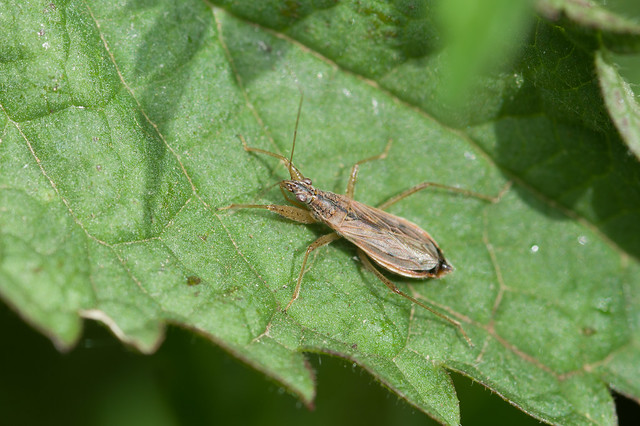 166: Common Damsel Bug