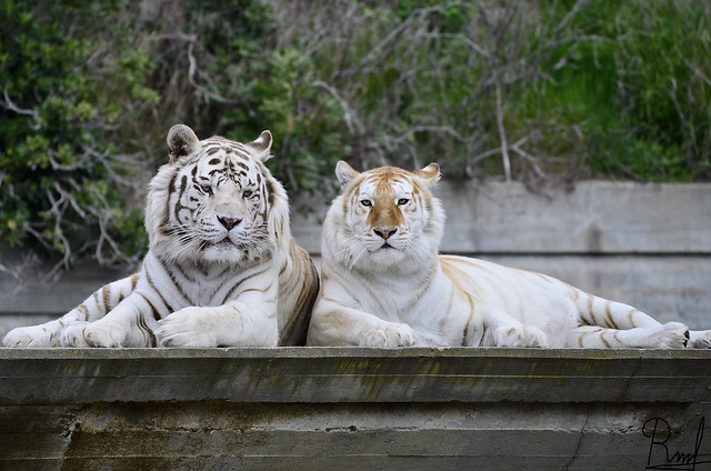 tigres blancos_zoo