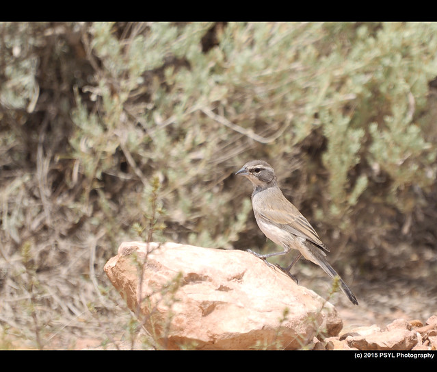Unknown desert bird