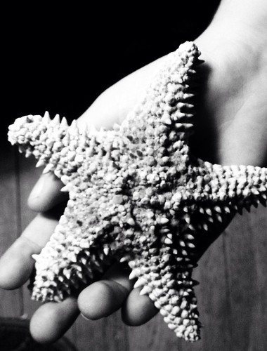 ocean sea blackandwhite usa star photo spring hand view starfish nj centeno