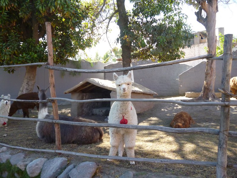 Baby alpaca at Mundo Alpaca
